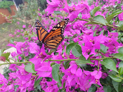 Colegio Montessori de Monterrey